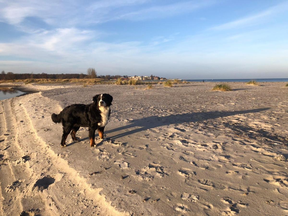 Ferienwohnung „Die Koje“ Hohwacht/Ostsee エクステリア 写真